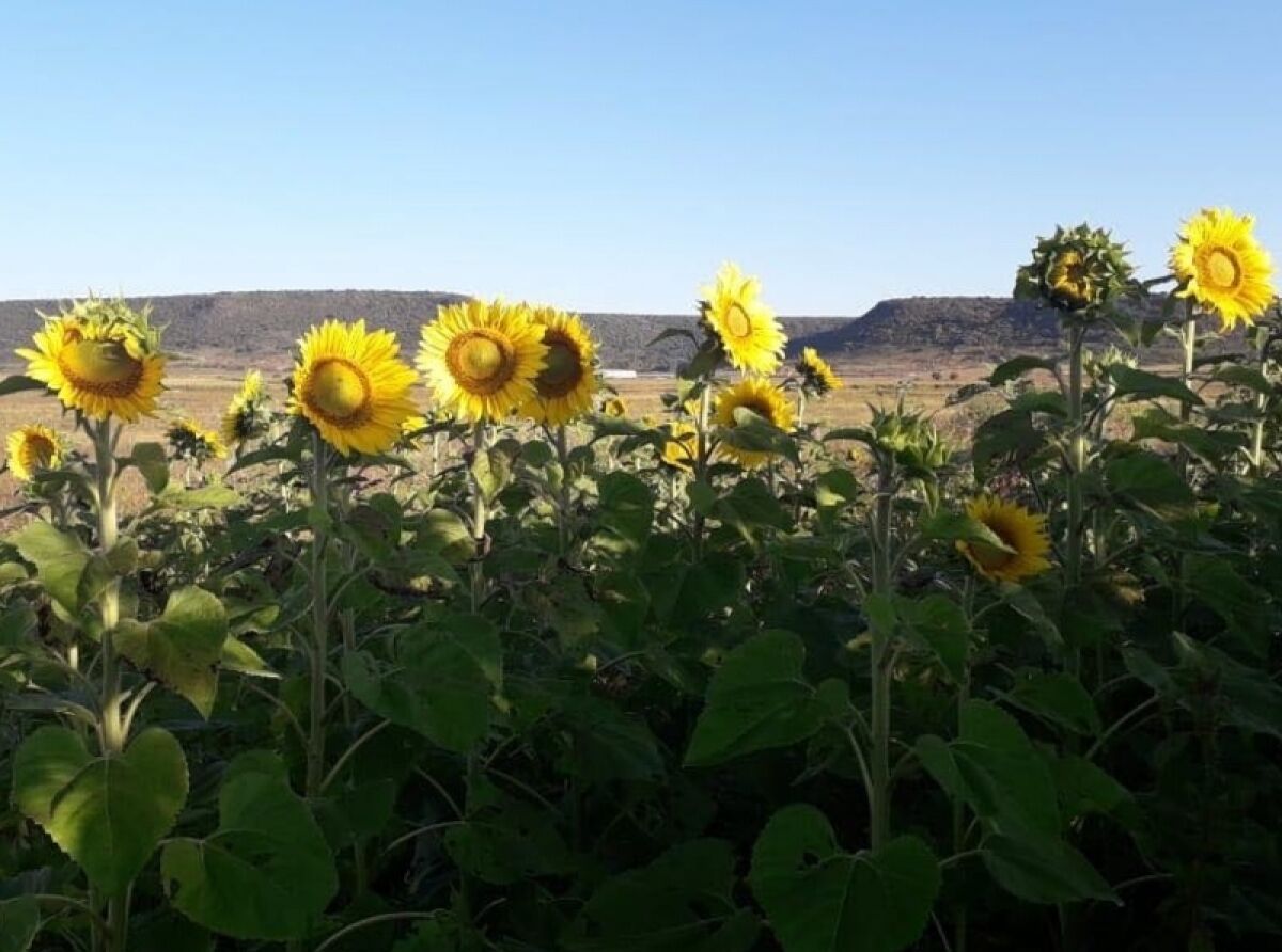 Commercial Sunflower Farming Begins in North Zone with Technological Aid