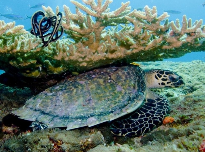 World Environment Day Raises Concern about Mexico’s Coral Reefs