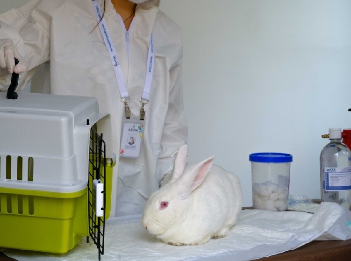 ASICA Jalisco Continues Rabbit Vaccinations