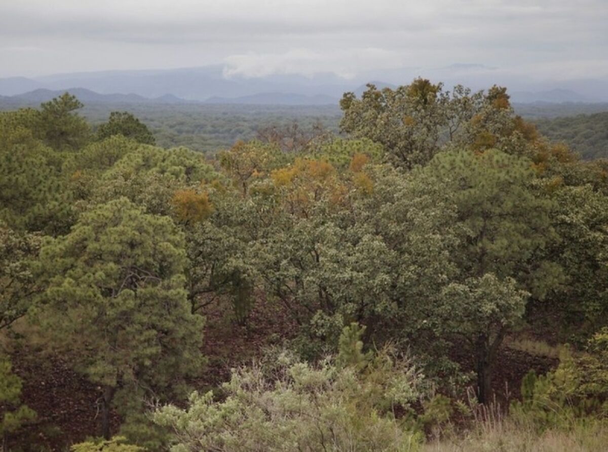 Maintaining Tree Health in La Primavera Forest