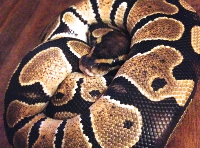 Taking Care of a Ball Python