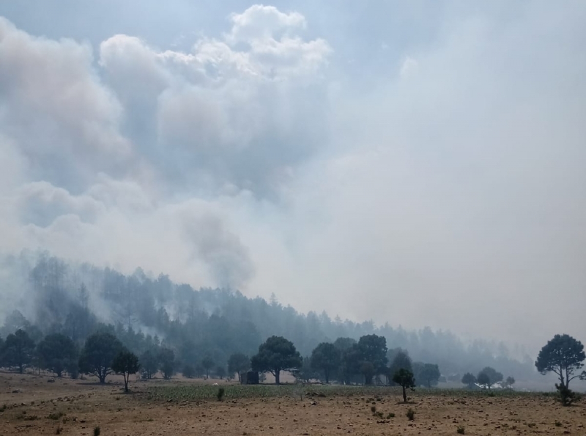 Friday Forest Fire Report June 18, 2021