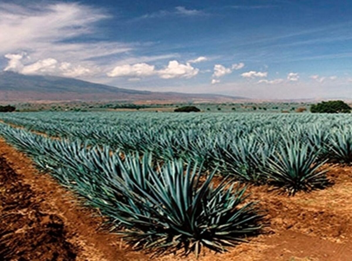 How is Tequila Made?