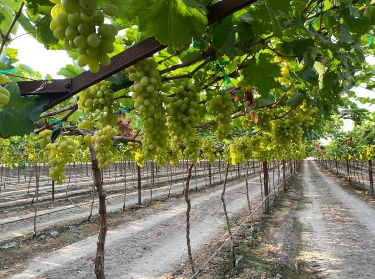 Increasing Vineyards in the Llano en Llamas Region
