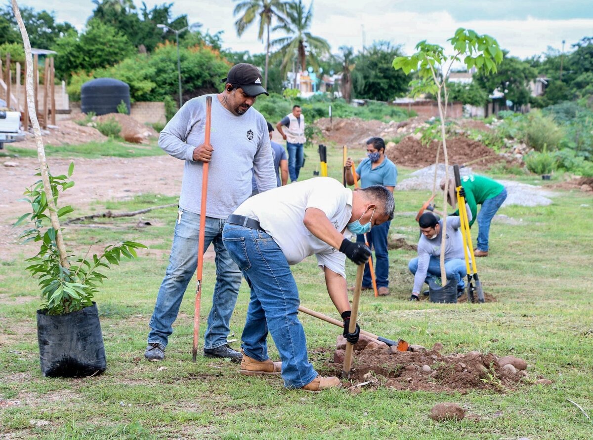 3000 Trees to be Planted Throughout Vallarta in Reforestation Campaign