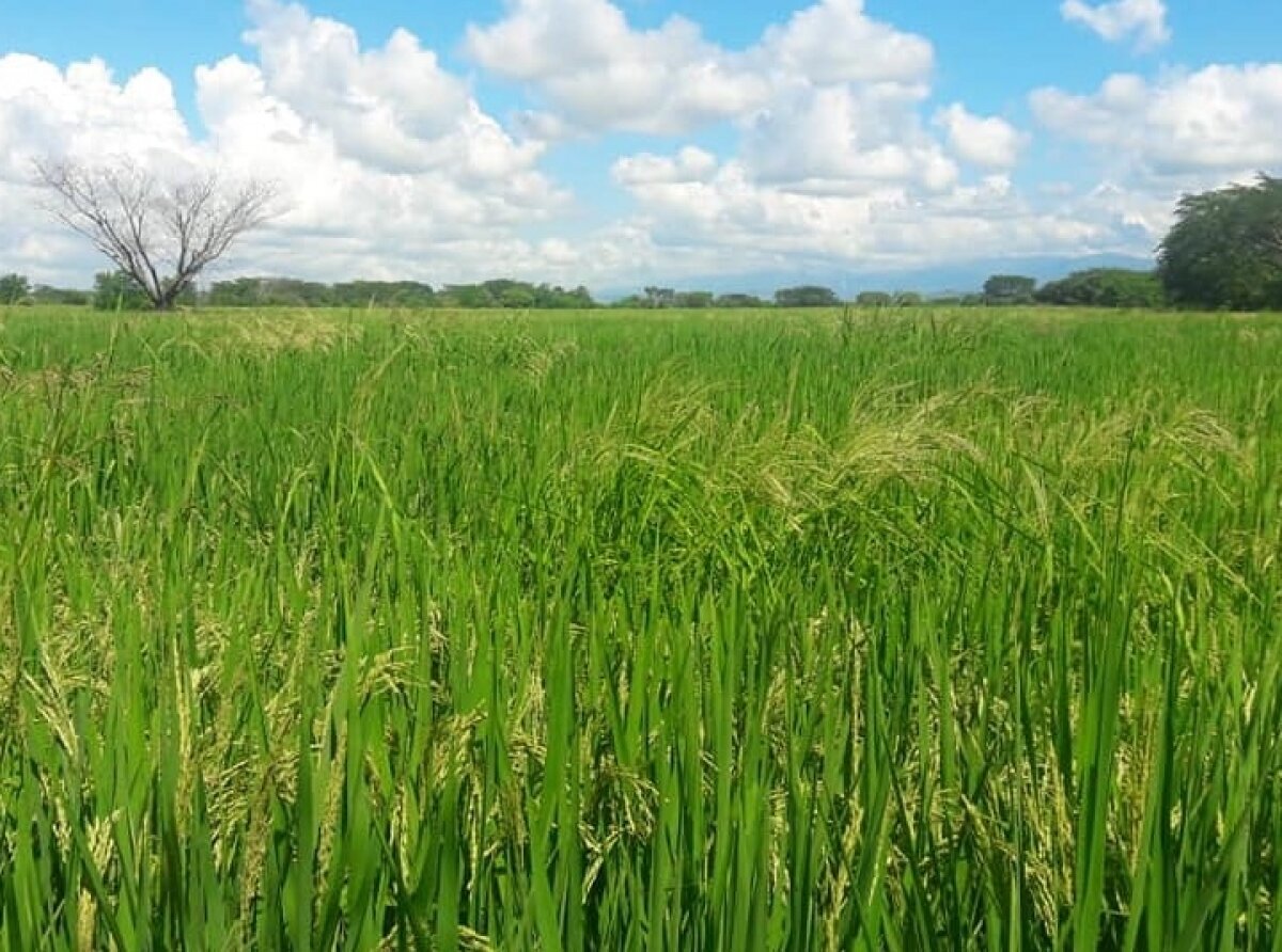 Excess Rain Affects Rice and Corn Crops of Jalisco