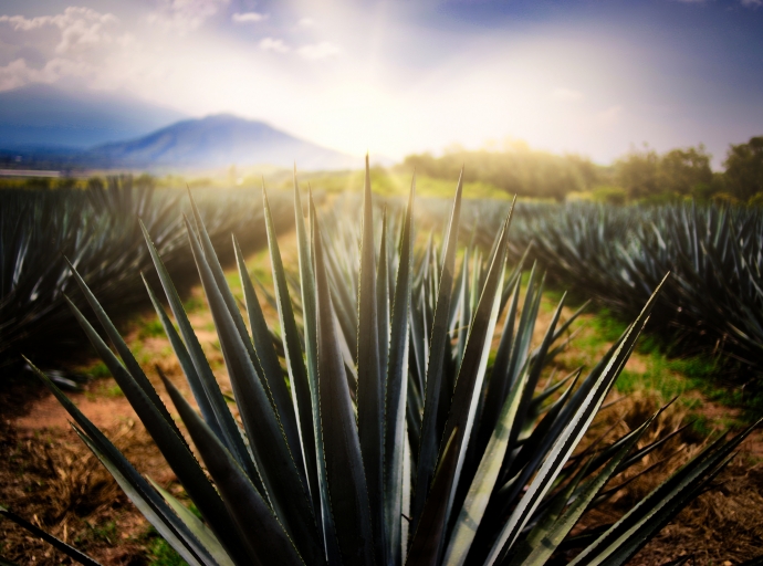 Town of Tequila Certified as First Smart Tourist Destination in Latin America