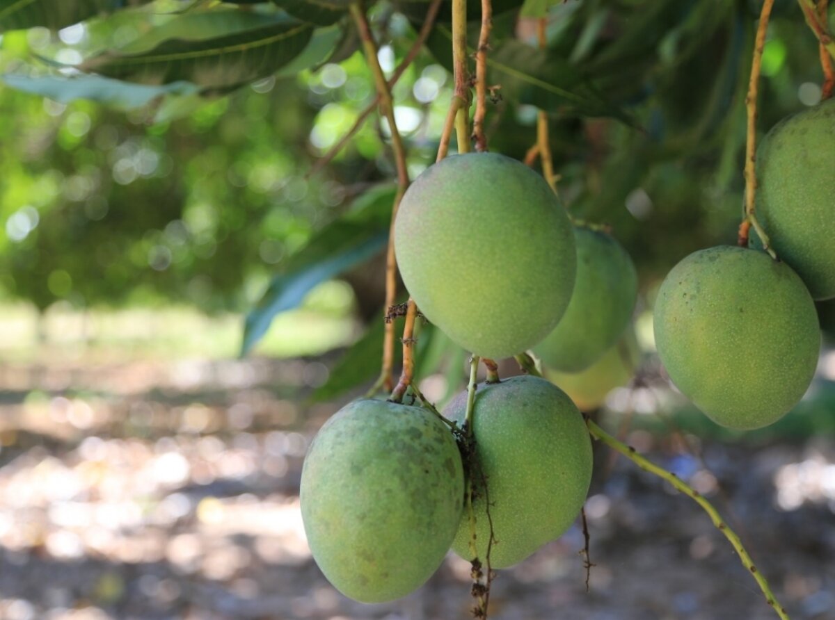 Fruit Fly Free Zone Expected to Up Mango Production and Prices