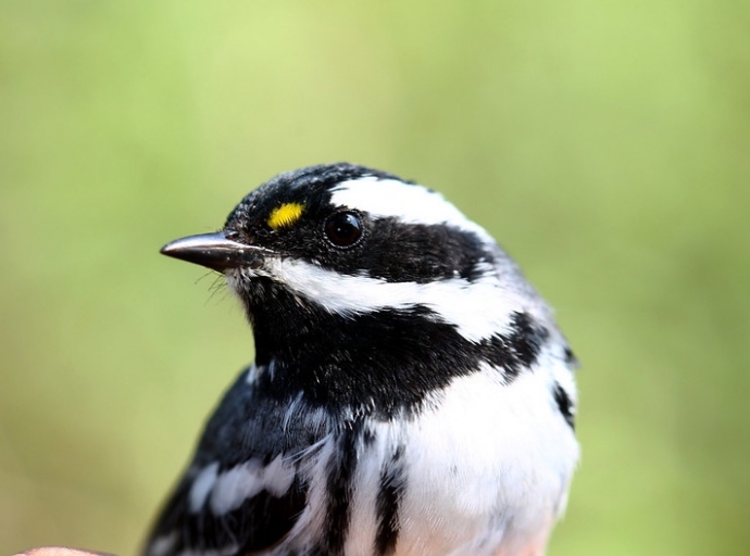 Migratory Birds Arrive in the Primavera Forest
