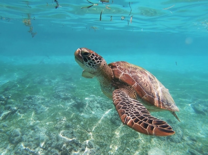 Sea Turtles Live a Challenging Life