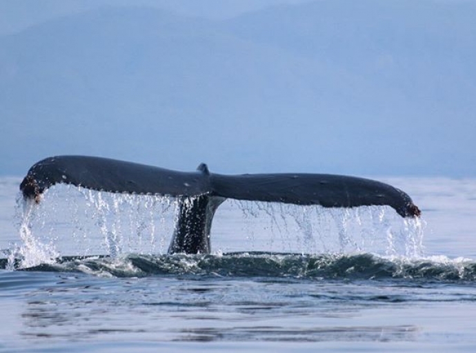 Banderas Bay “Whale Song” Project Will Record Humpback Whale Sounds