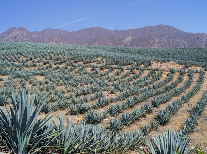 Tequila; Not Only a Great Drink, but also a Great Destination